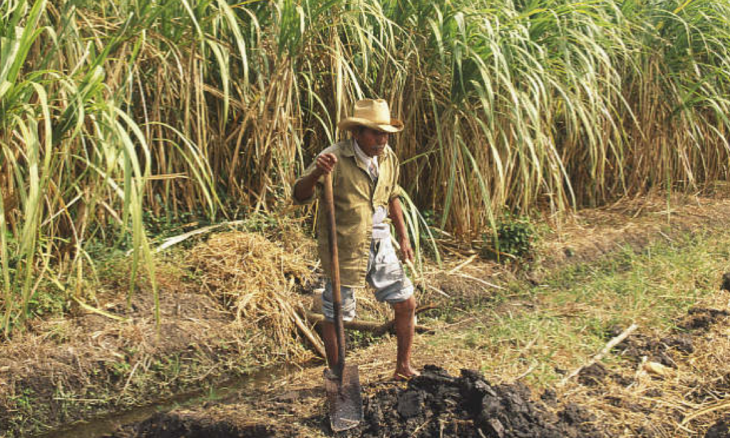 A worker by a sugar cane plantation.