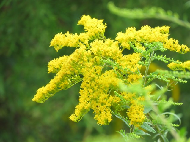 29396229846_481593037e_k