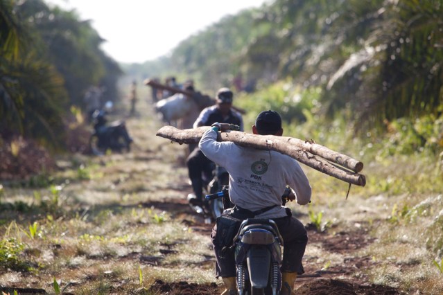 Small-holder Oil Palm Worker Sumatra