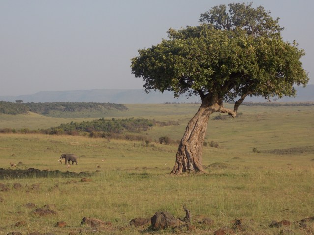 Elephant Maasai Mara