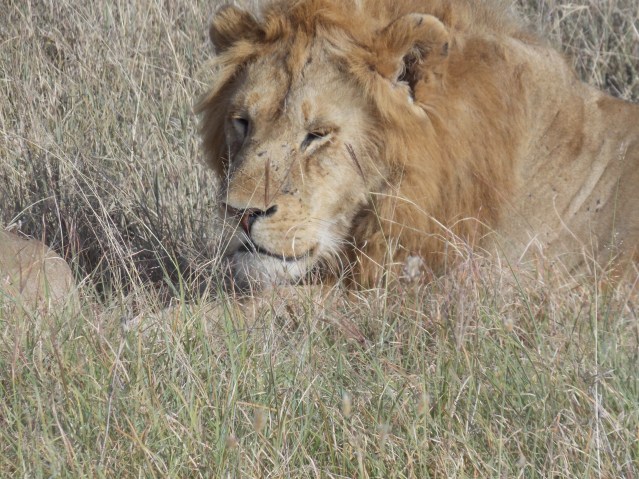 male lion serengeti