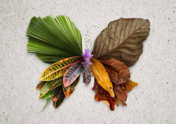 Butterfly made of leaves