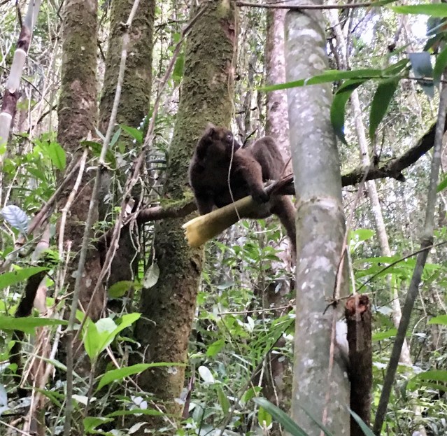 greater bamboo lemur profile
