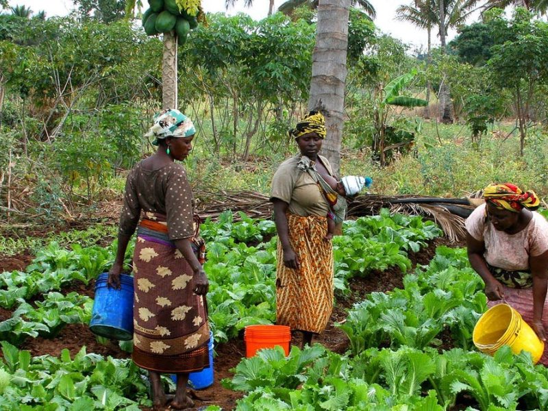 Climate pioneers: how small farmers could be leading the way towards sustainable agriculture