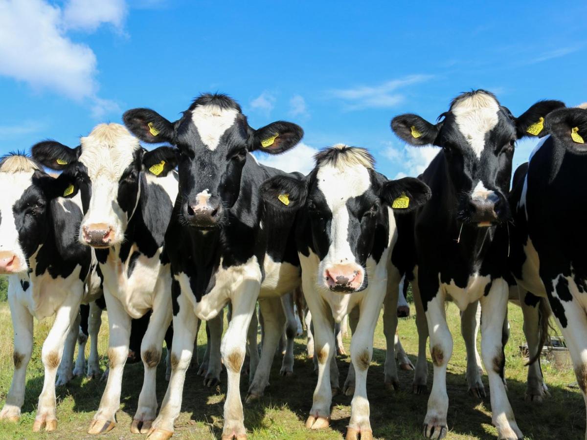 Analysis: Chinese consumers ignore calls to eat less beef