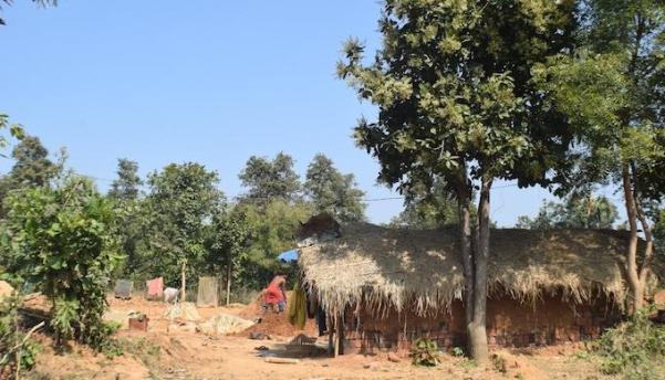 Chironji trees in Pandel village are now flowering well (Photo by Basudev Mahapatra)