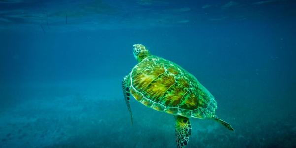 A loggerhead turtle, like those found in Abrolhos Marine National Park Image: Alamy