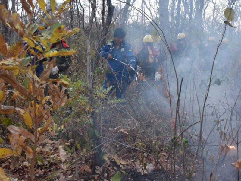 Bolivia’s forest fires and the rise of beef exports