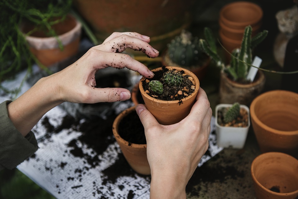 Female hands repotting plants.