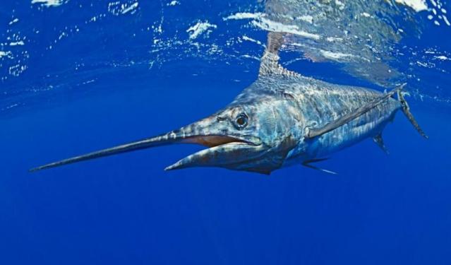 blue_marlin_c_waterframe_alamy_stock_photo