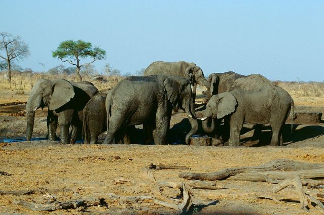 Herd_of_elephants_in_the_Hwange_national_park._Zimbabwe._-_panoramio