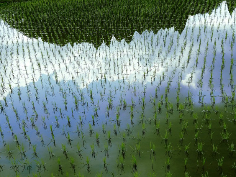 Analysis: Could changing the way we farm rice be a climate solution?