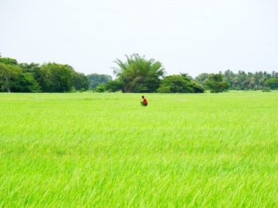 Analysis: Climate crisis lies at the heart of farmer protests in India