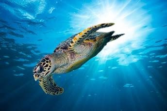 The critically threatened Hawksbill Sea Turtle. 