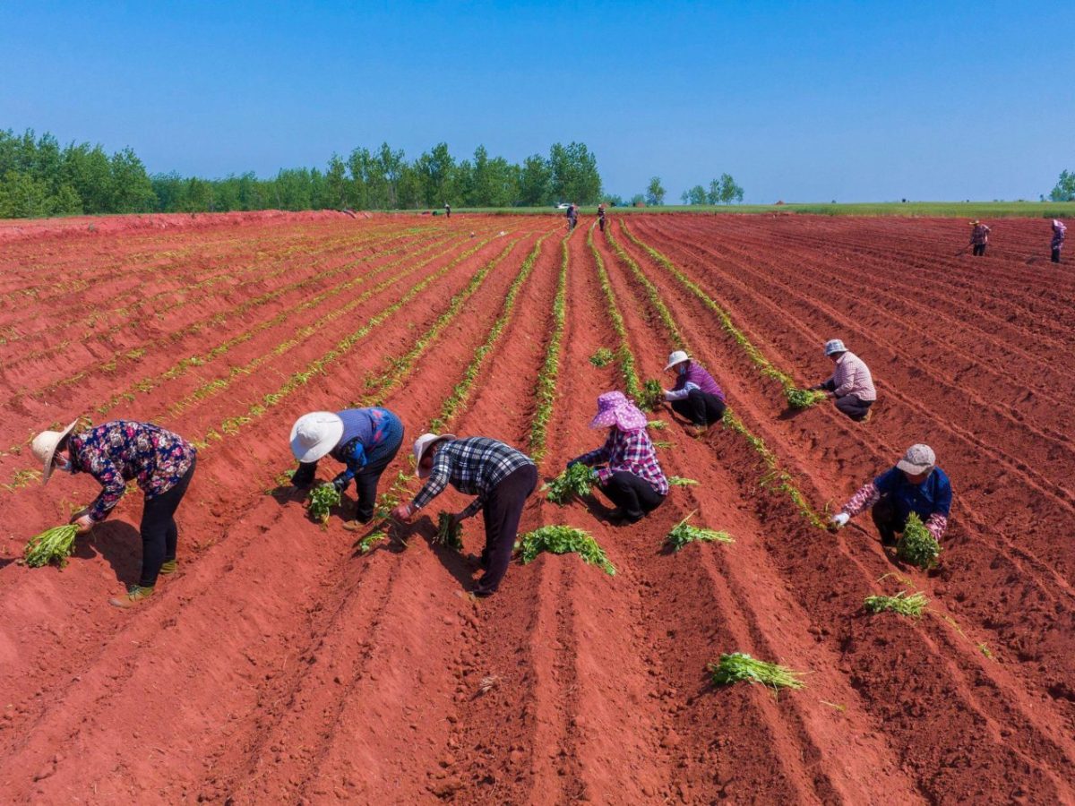 Explainer: China launches first national soil survey in 40 years