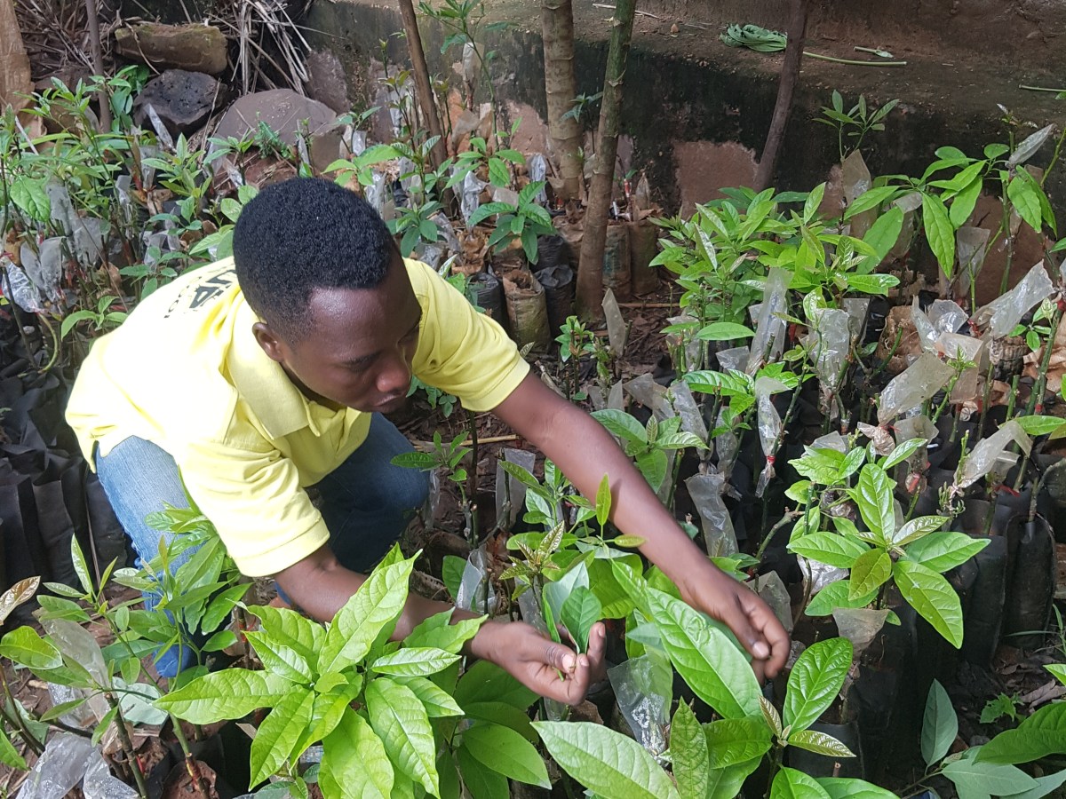 Avocado´s climate challenge