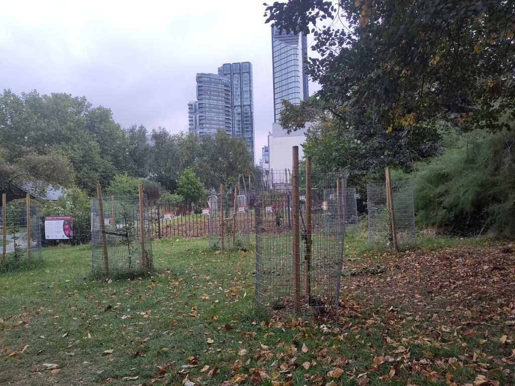 Islington's Graham St Park is pictured from the community orchard established in 2023.