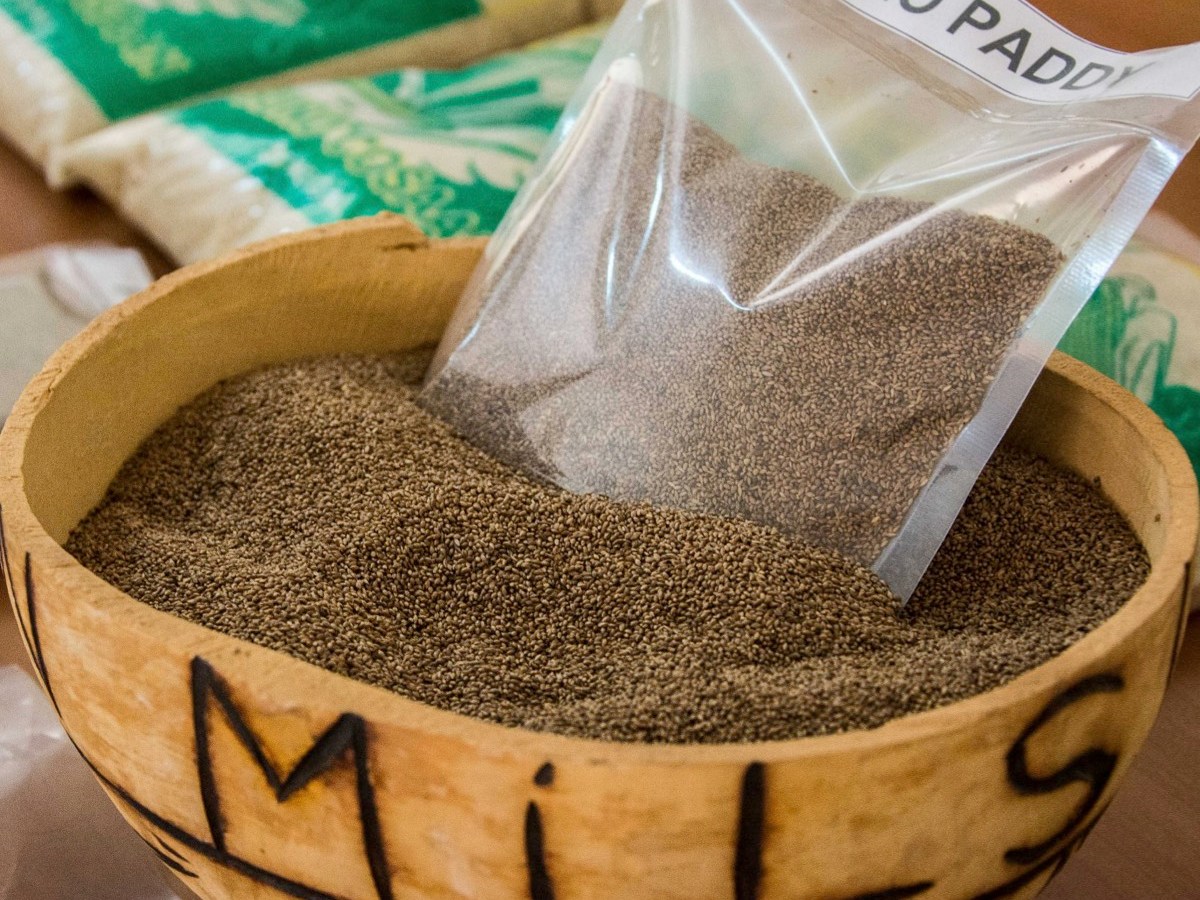 Fonio: The ancient supergrain set to combat climate change