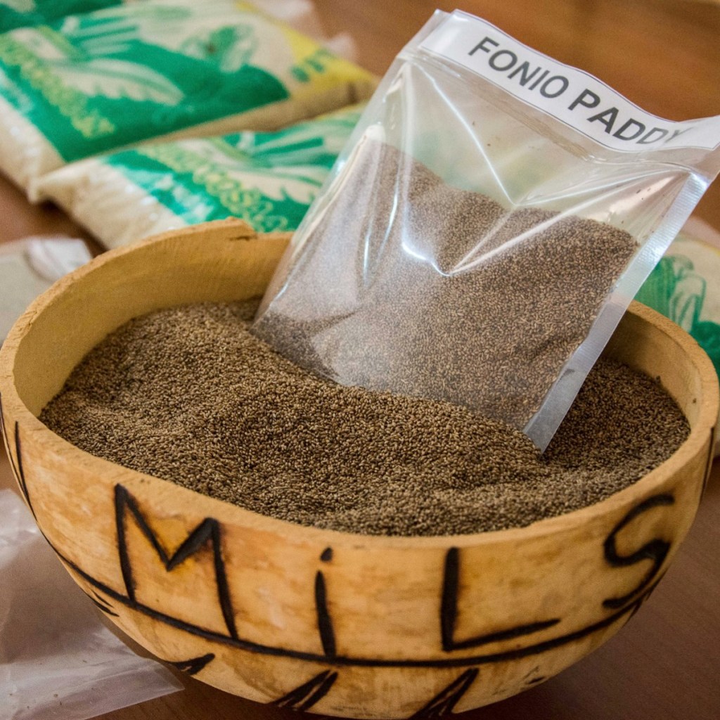 Fonio grain harvested in dry African fields.