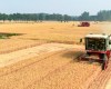 Harvesting of wheat in Suixian County, Henan province.