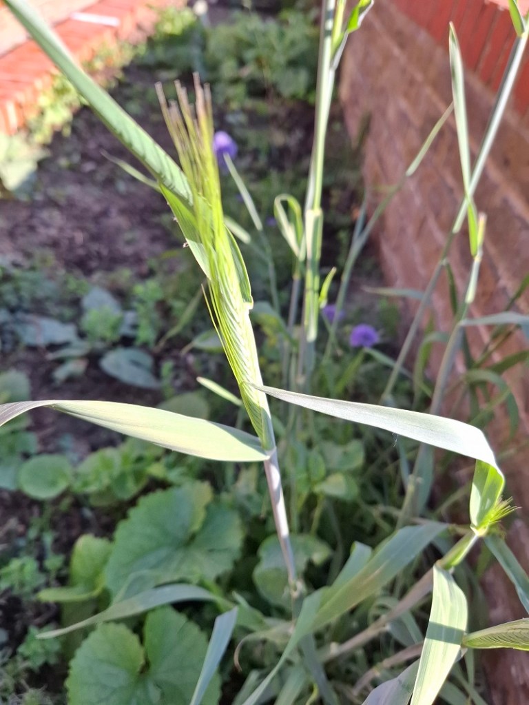 An experiment of growing rye grain in the Graham St Park allotments started in early 2025.