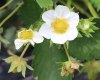A flowering strawberry plant.