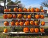 Carved pumpkins on display.