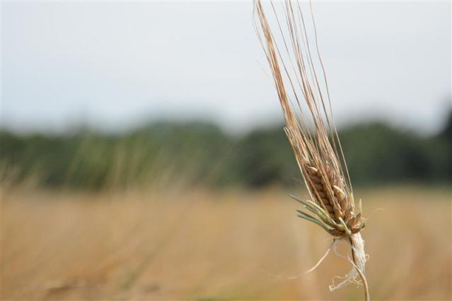 A barley field.