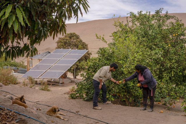 Harvesting lemons in Pica, northern Chile.