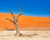 A drought-stricken tree is pictured on barren land.