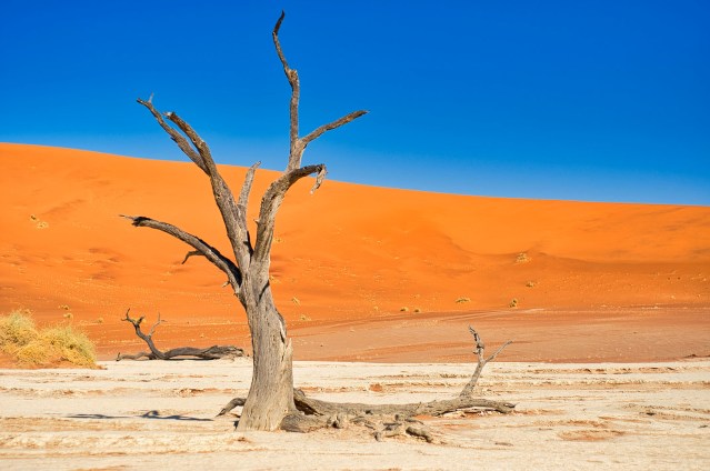 A drought-stricken tree is pictured on barren land.